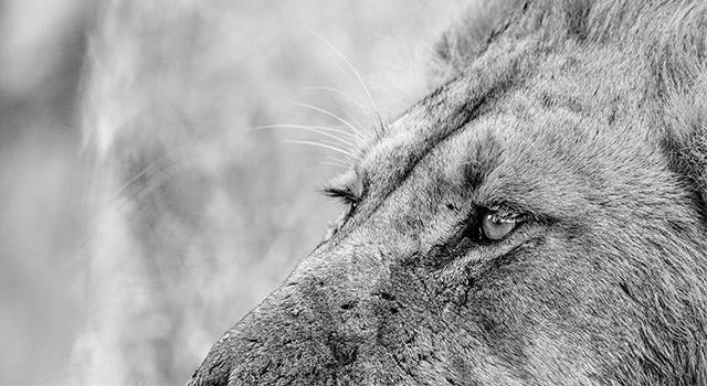 Safari isn't just about the safari: SIGMA 150-600mm F5-6.3 DG DN OS | Sports