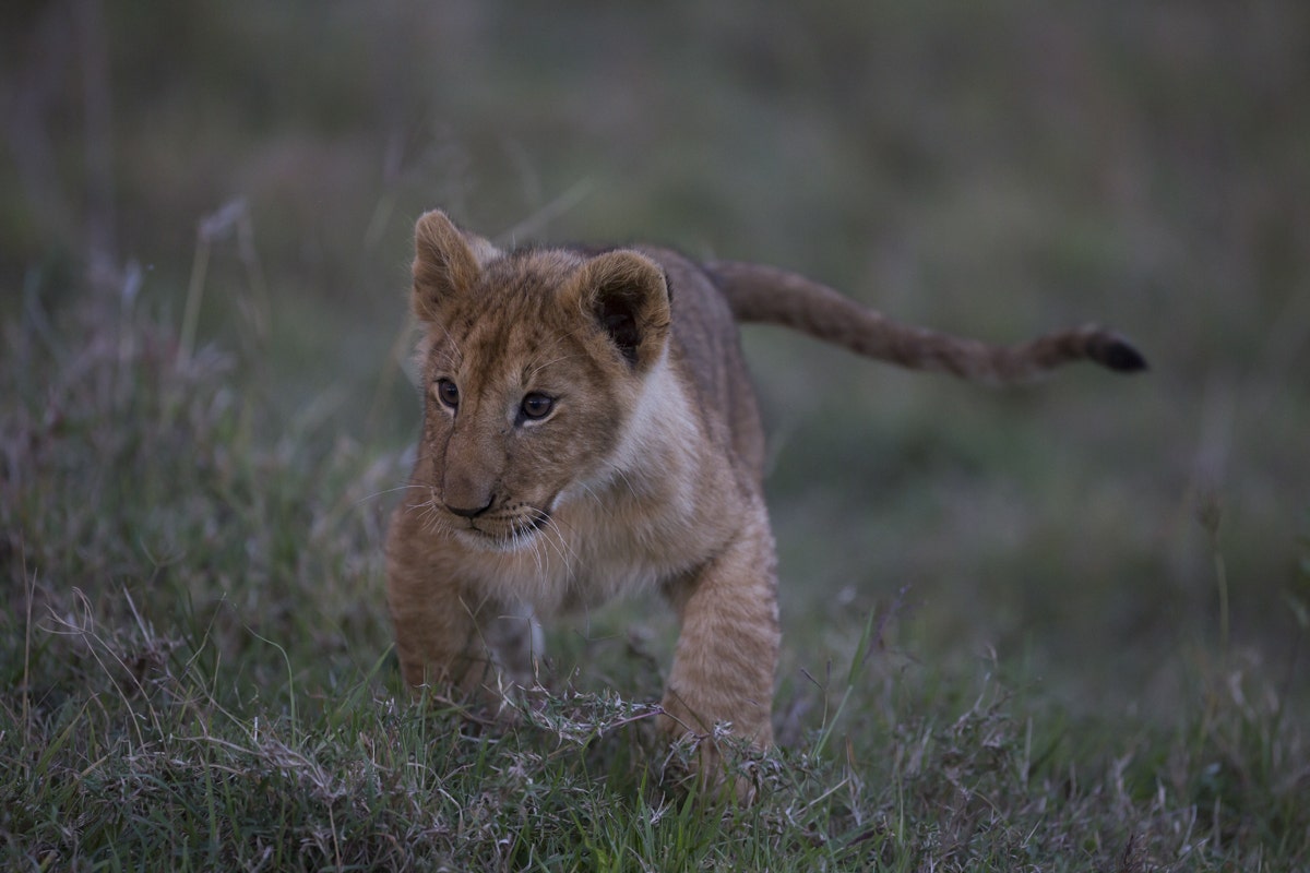 Kenya with the SIGMA 500mm F4 | Sports - Sigma